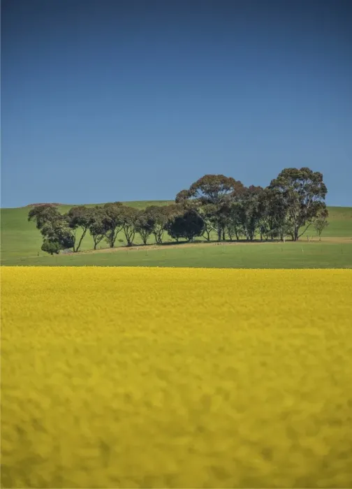 Framed Print : Canola fields ready for harvest, Clare Valley, South Australia