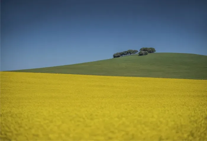 Framed Print : Canola fields ready for harvest, Clare Valley, South Australia Framed Print : Canola fields ready for harvest, Clare Valley, South Australia