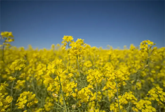 Framed Print : Canola fields ready for harvest, Clare Valley, South Australia