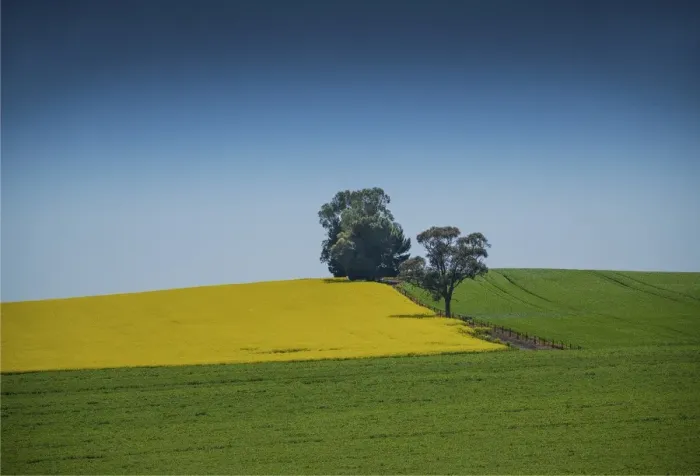 Framed Print : Canola fields ready for harvest, Clare Valley, South Australia Framed Print : Canola fields ready for harvest, Clare Valley, South Australia