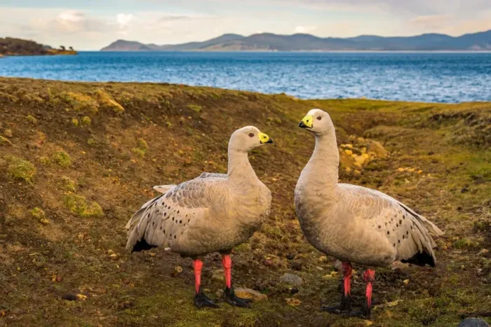 Framed Print : Cape barren goose coapleat Maria Island, Tasmania