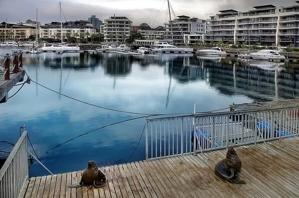 The Cape Fur Seals At Victoria & Alfred Waterfront, Cape Town, South Africa
