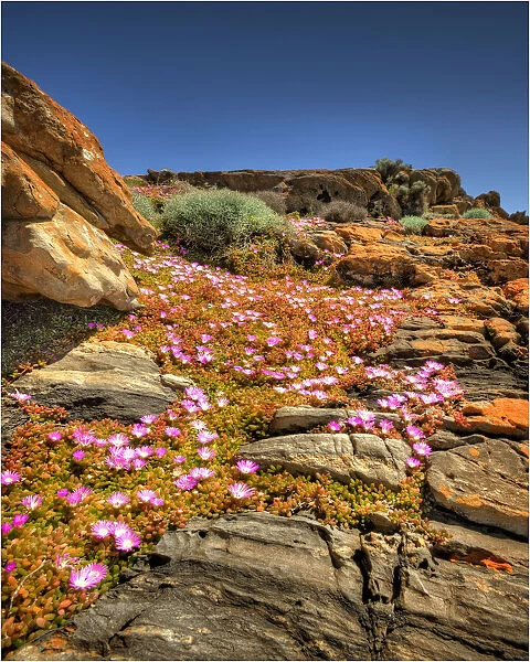 Cape Wickham in late springtime with wildflowers blooming, north coastline of King Island