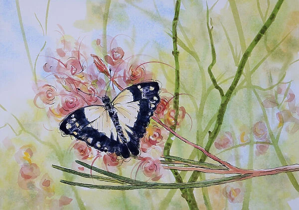 Caper White Butterfly Resting on a Grevillea Flower Watercolor Painting