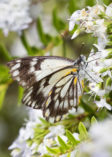 Caper White Butterfly on a white Hebe flower