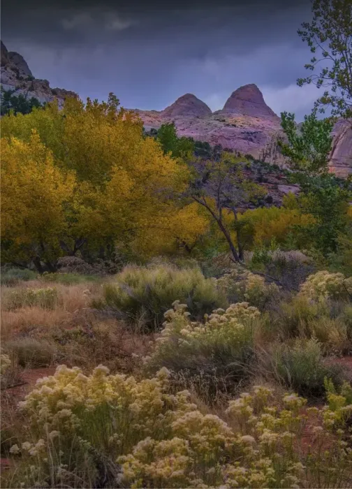 Framed Print : Capital Reef, late autumn colours, Utah, south west United States