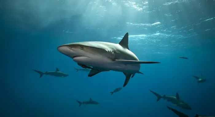 Framed Print : Caribbean Reef Shark in the Bahamas Framed Print : Caribbean Reef Shark in the Bahamas