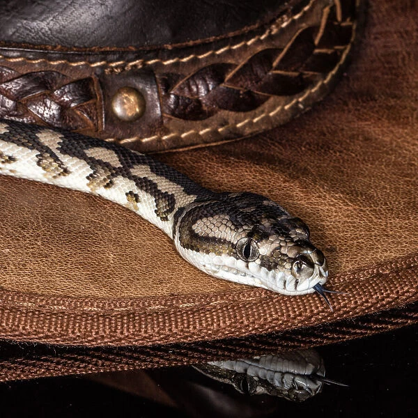 Snake. Carpet python moving around a hat in a studio