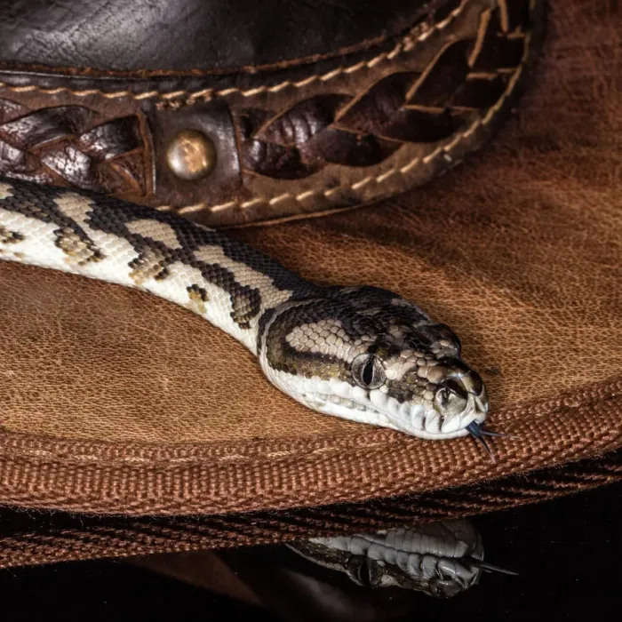 Framed Print : Snake. Carpet python moving around a hat in a studio