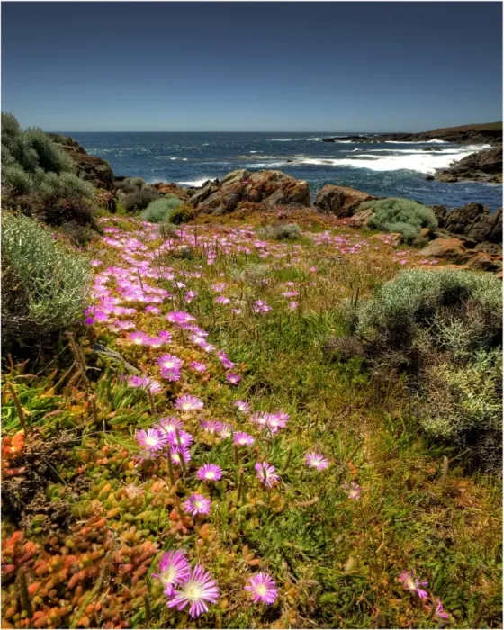 Framed Print : Carpobrotus blooms at Cape Wickham Framed Print : Carpobrotus blooms at Cape Wickham
