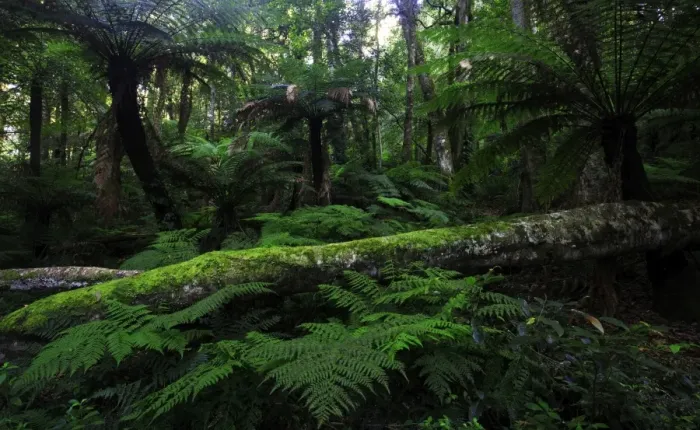 Framed Print : Cathedral of ferns