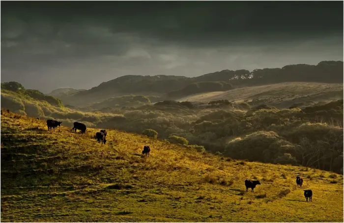Framed Print : Cattle grazing in afternoon light on King Island, Bass Strait, Tasmania