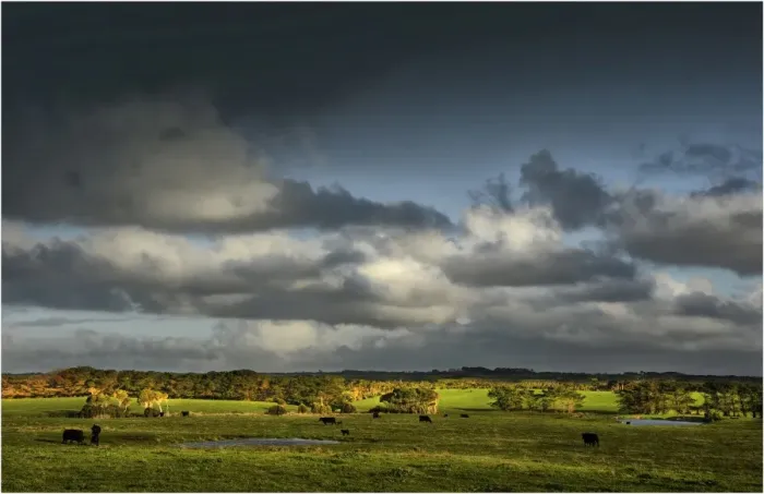 Framed Print : Cattle grazing contentedly on King Island, Bass Strait, Tasmania
