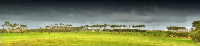 Framed Print : Cattle grazing on rich lush pastures near Yellow Rock beach, King Island Tasmania