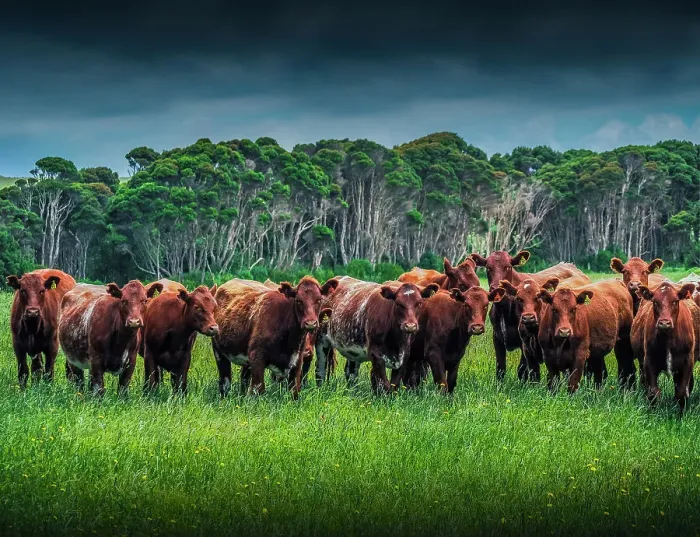Framed Print : Cattle and Rural viewpoint, King Island, Bass Strait, Tasmania, Australia