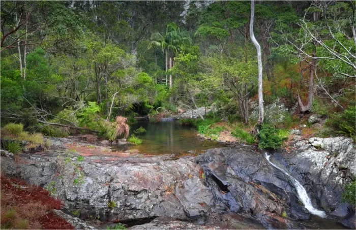 Framed Print : Cedar Creek rainforest, Tamborine mountains, Queensland, Australia Framed Print : Cedar Creek rainforest, Tamborine mountains, Queensland, Australia