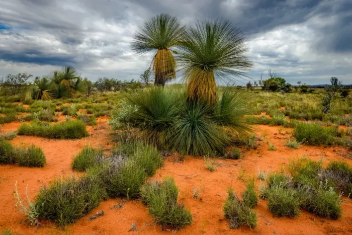 Framed Print : Central Auatralia Grass trees