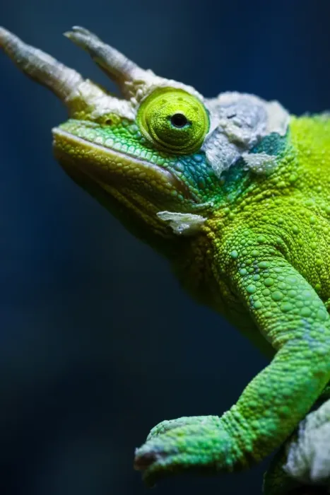 Framed Print : Chameleon Framed Print : Chameleon
