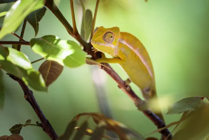 Framed Print : Chameleon on a stick