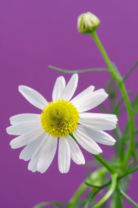 Framed Print : Chamomile flower Framed Print : Chamomile flower