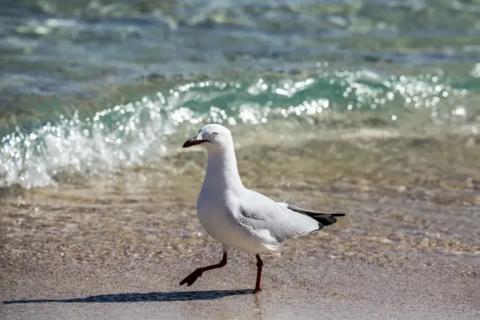 Framed Print : Cheeky sea gull