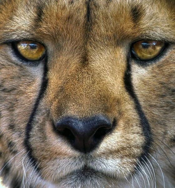 Cheetah eye contact