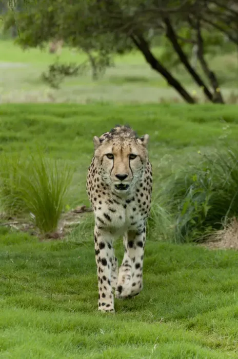 Framed Print : Cheetah stalking Framed Print : Cheetah stalking
