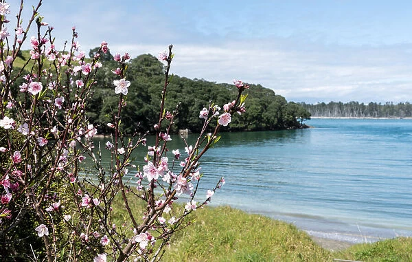 Cherry blossom at Anzac Bay, Bowentown