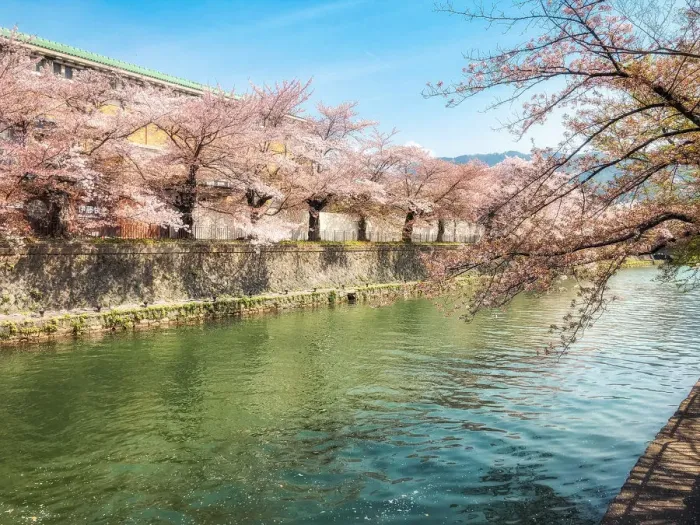 Framed Print : Cherry blossom on the riverside in Kyoto