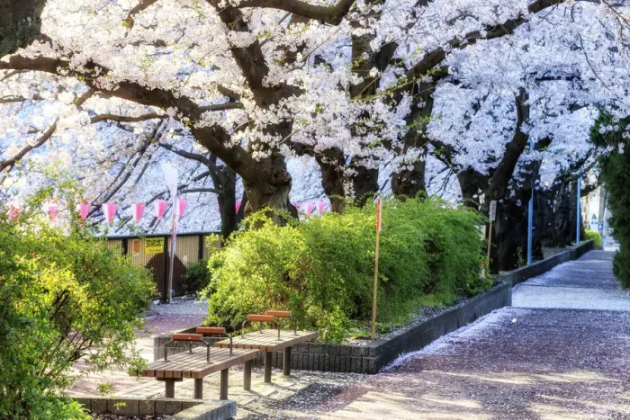 Framed Print : Cherry blossom in Tokyo