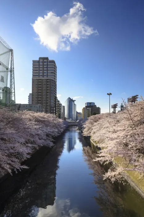 Framed Print : Cherry blossom in Tokyo