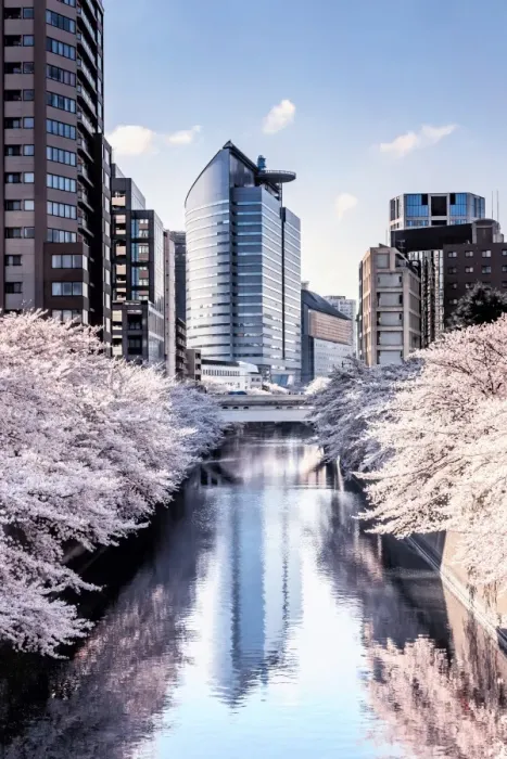 Framed Print : Cherry blossom in Tokyo