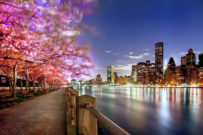 Framed Print : Cherry Blossom tress of Roosevelt Island