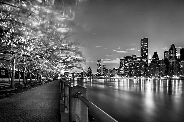 Cherry Blossom tress of Roosevelt Island in black and white