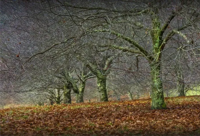Framed Print : Chestnut orchard in winter, Macedon Ranges, Victoria, Australia