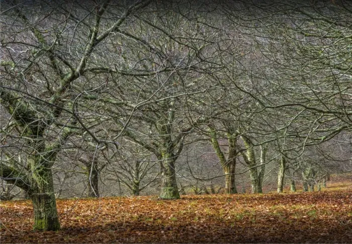 Framed Print : Chestnut orchard in winter, Macedon Ranges, Victoria, Australia