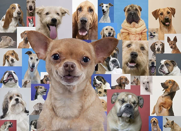 Chihuahua and montage of various dogs