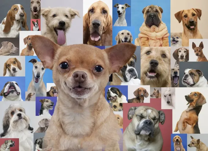 Framed Print : Chihuahua and montage of various dogs