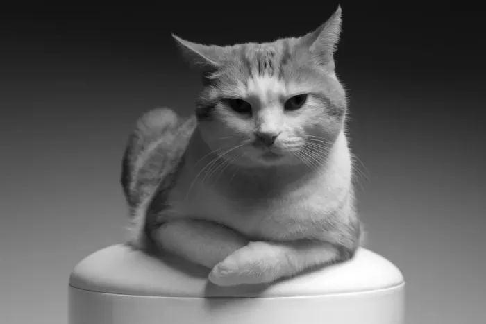 Framed Print : Chillin. Very relaxed tabby cat relaxing on a stool in black and white