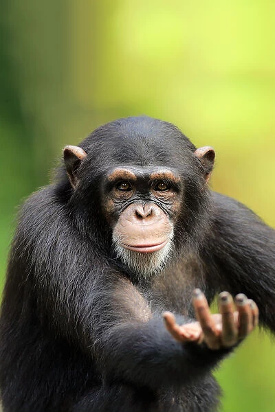 Chimpanzee, (Pan troglodytes troglodytes)