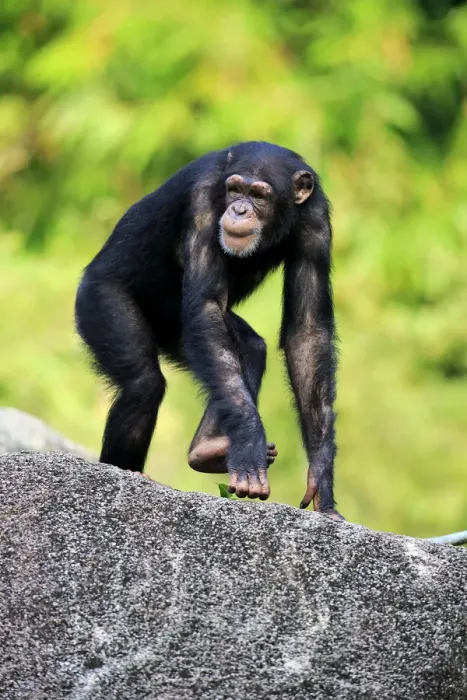 Framed Print : Chimpanzee, (Pan troglodytes troglodytes)
