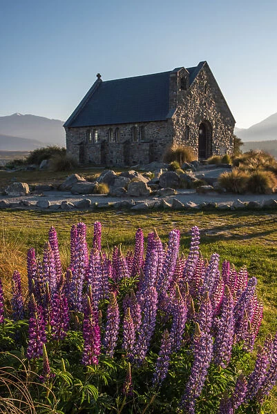 Church Of The Good Shepherd and lupine blooming flowers, Tekapo lake, New Zealand