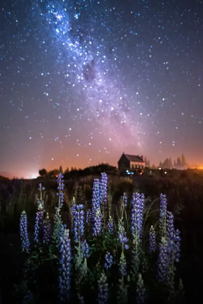 https://www.australianviews.com.au/p/623/church-good-shepherd-milky-way-lupins-blooming-19928249.jpg.webp