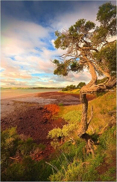 Churchill Island, is a small islet just offshore Phillip Island, in Western-port bay, Victoria, Australia