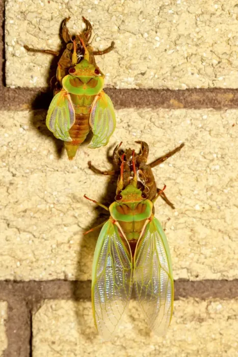 Framed Print : Two Cicadas on a wall