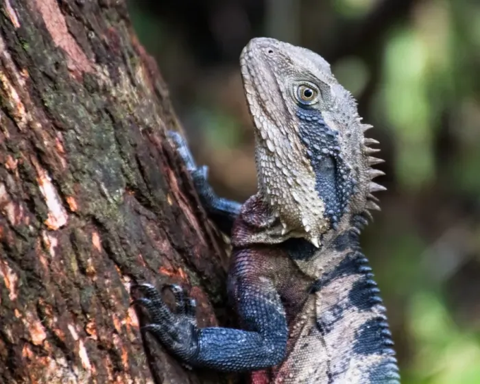 Framed Print : Climbing dragon