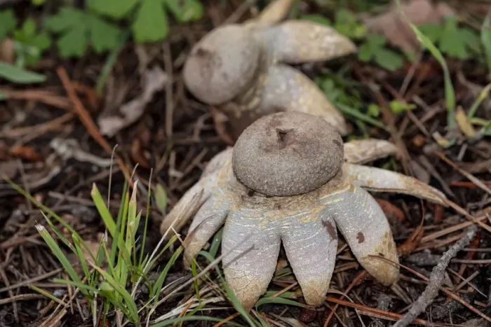 Framed Print : Close up Arched earthstar fungi on the forest floor