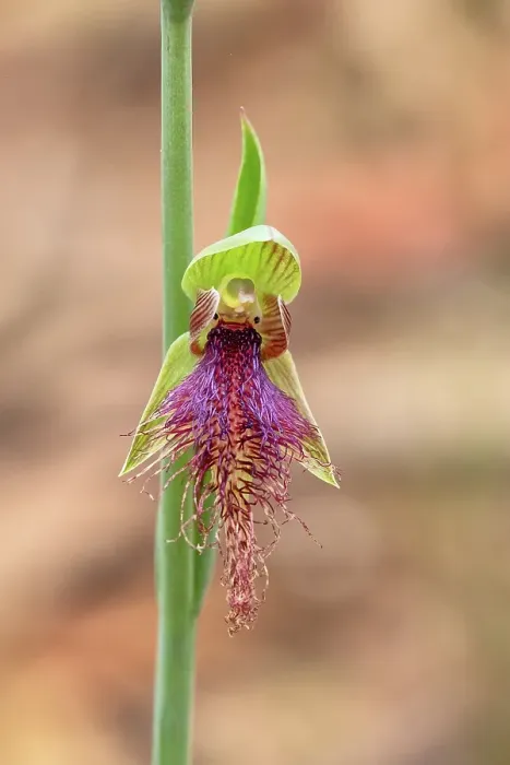 Framed Print : A close up of a bearded orchid