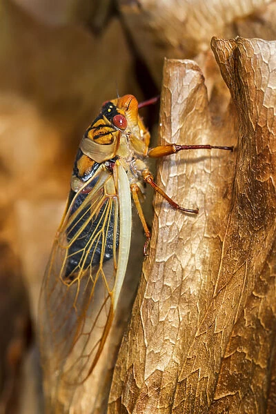 Close up of a cicada on a dried leaf