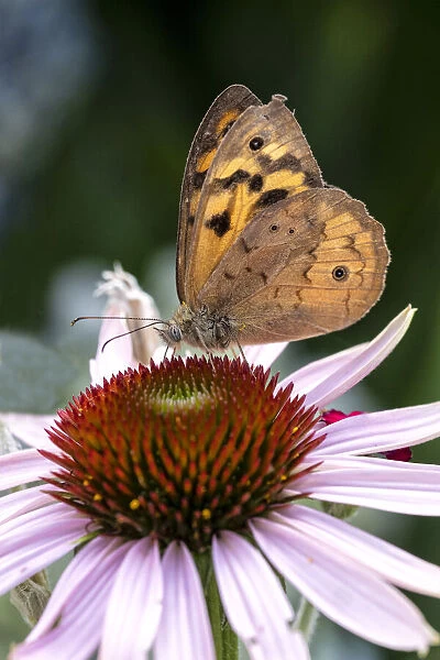 Close up of a Common Brown Butterfly on an Echinacea flower